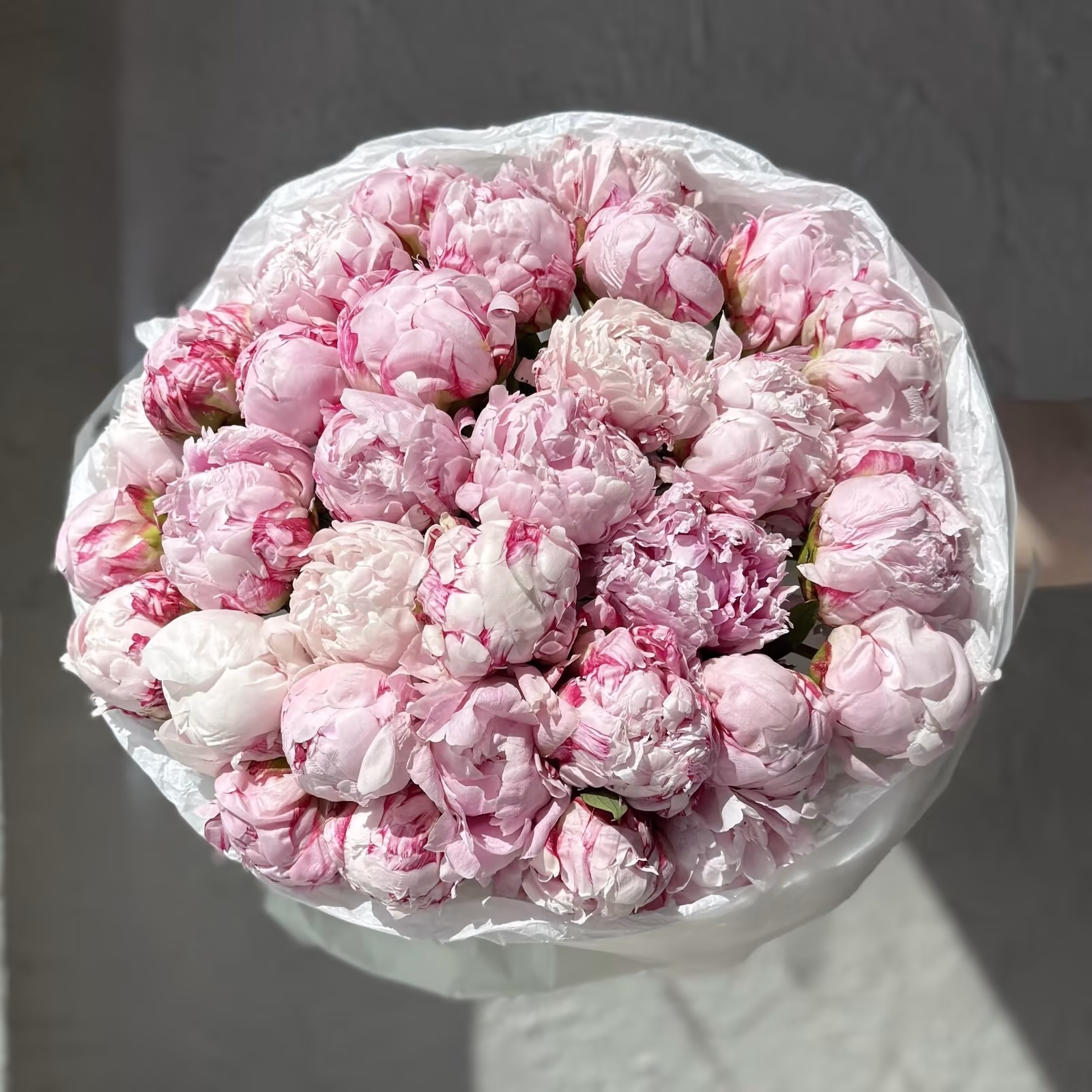 35 пионов Сара Бернар — THE ÁME Flowers