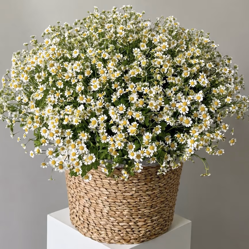 51 ромашка в корзине — THE ÁME Flowers