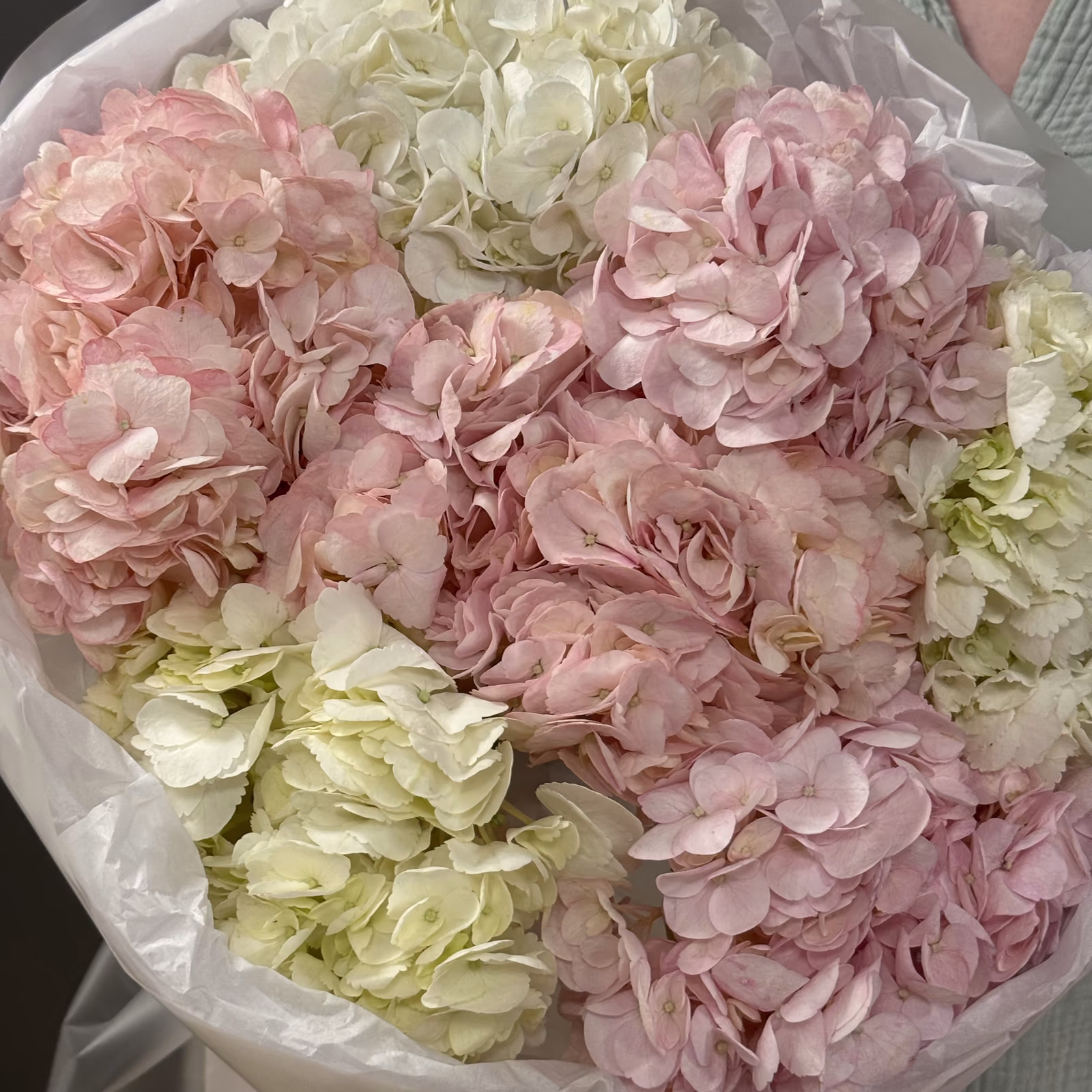 7 белых и розовых гортензий — фото 5